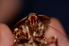 Polyzosteria pulchra