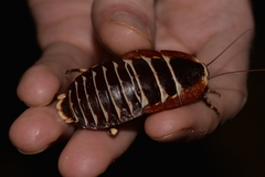 Polyzosteria pulchra