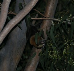 Pteropus poliocephalus