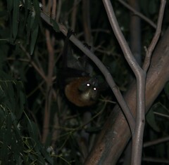 Pteropus poliocephalus