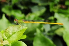 Ceriagrion coromandelianum
