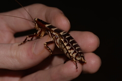 Polyzosteria pulchra