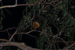 Pteropus poliocephalus