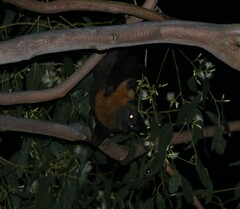 Pteropus poliocephalus