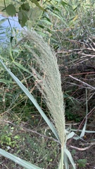 Phragmites australis