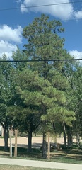 Pinus taeda