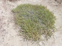 Halocnemum strobilaceum