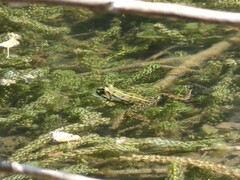 Pelophylax lessonae