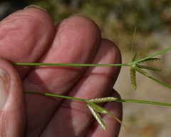 Cyperus enervis