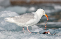 Larus hyperboreus
