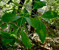 Elaeodendron melanocarpum