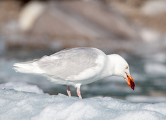 Larus hyperboreus
