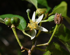 Grewia australis