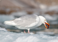 Larus hyperboreus