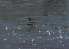 Calidris temminckii