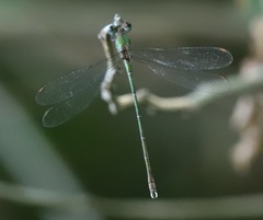 Chalcolestes parvidens