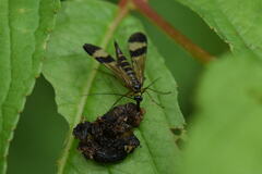 Panorpa japonica