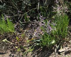 Limonium narbonense