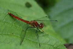 Sympetrum darwinianum