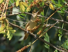 Acrocephalus arundinaceus