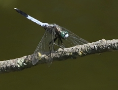 Orthetrum albistylum