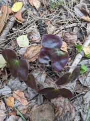Hepatica nobilis
