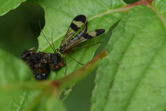 Panorpa japonica