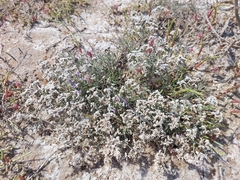 Limonium caspium