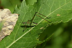 Phaneroptera nigroantennata