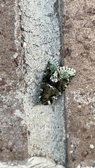 Lacinipolia explicata