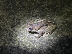 Litoria peronii