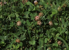 Trifolium fragiferum