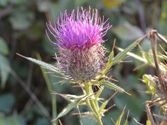 Cirsium ligulare