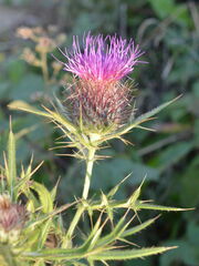 Cirsium ligulare
