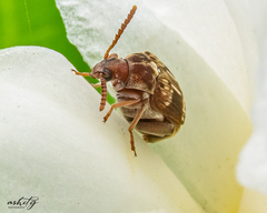 Bruchinae