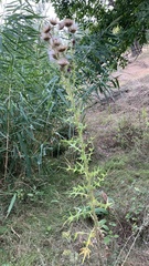 Cirsium vulgare