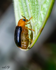 Chrysomeloidea