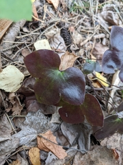 Hepatica nobilis