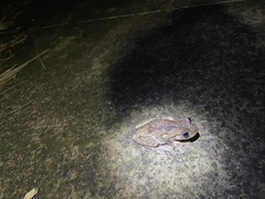 Litoria peronii