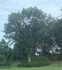 Quercus muehlenbergii