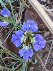 Blepharis subvolubilis