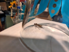 Neomochtherus willistoni