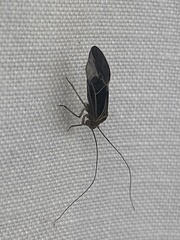 Cerastipsocus venosus