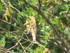 Acrocephalus arundinaceus