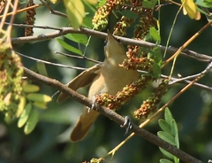 Acrocephalus arundinaceus