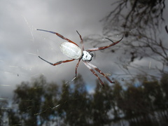 Trichonephila edulis