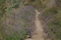 Limonium narbonense