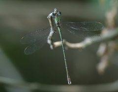 Chalcolestes parvidens