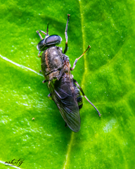 Adoxomyia heminopla