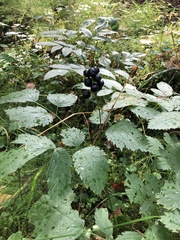 Actaea spicata